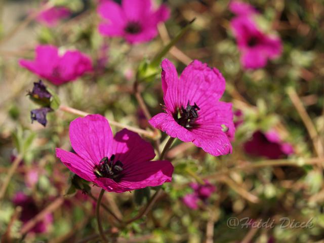 Ger subcaulescens Purpureum_1.JPG